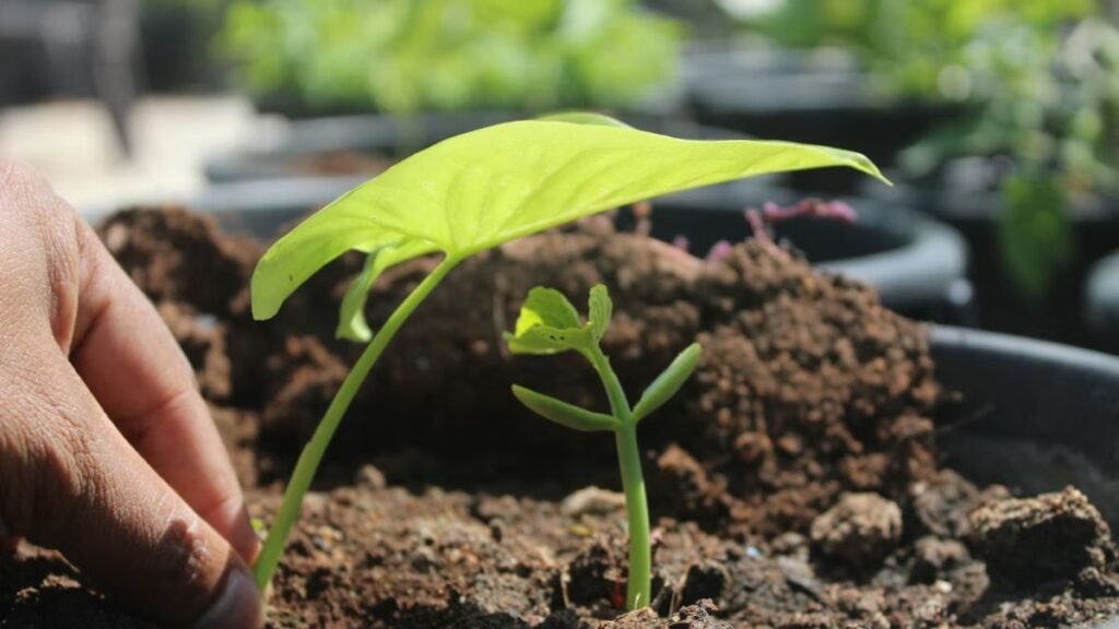 Adubação Nutrição Adequada Para Crescimento Vigoroso