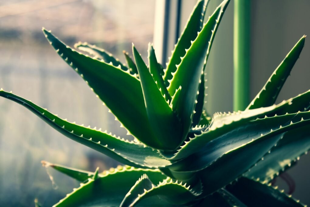 Aloe Vera (Aloe barbadensis)