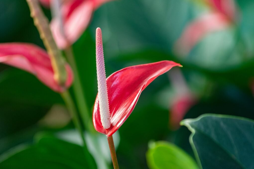 Antúrio (Anthurium andraeanum)