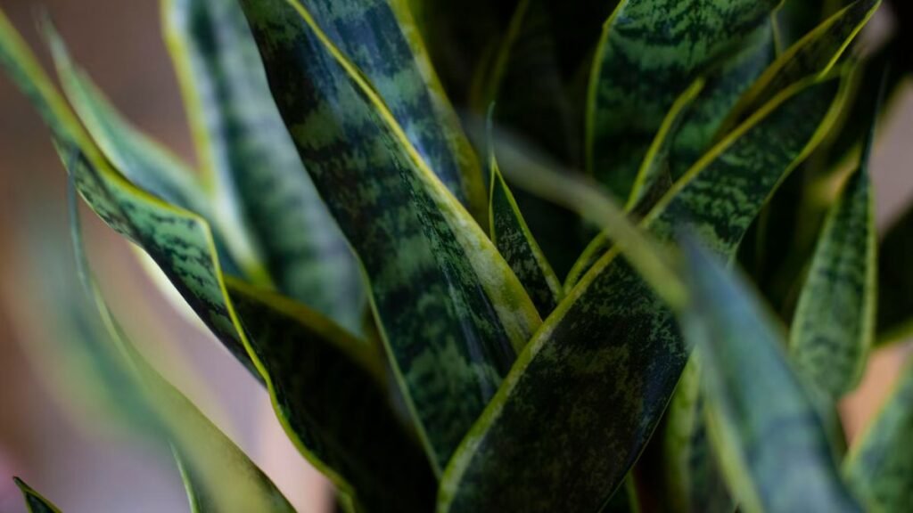 Espada-de-São-Jorge