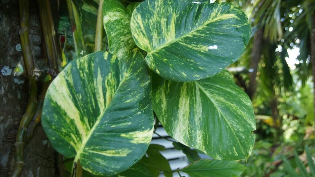 Jiboia (Epipremnum aureum)