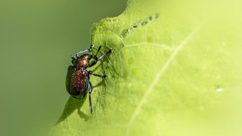 Pragas e Doenças Prevenção e Controle Natural