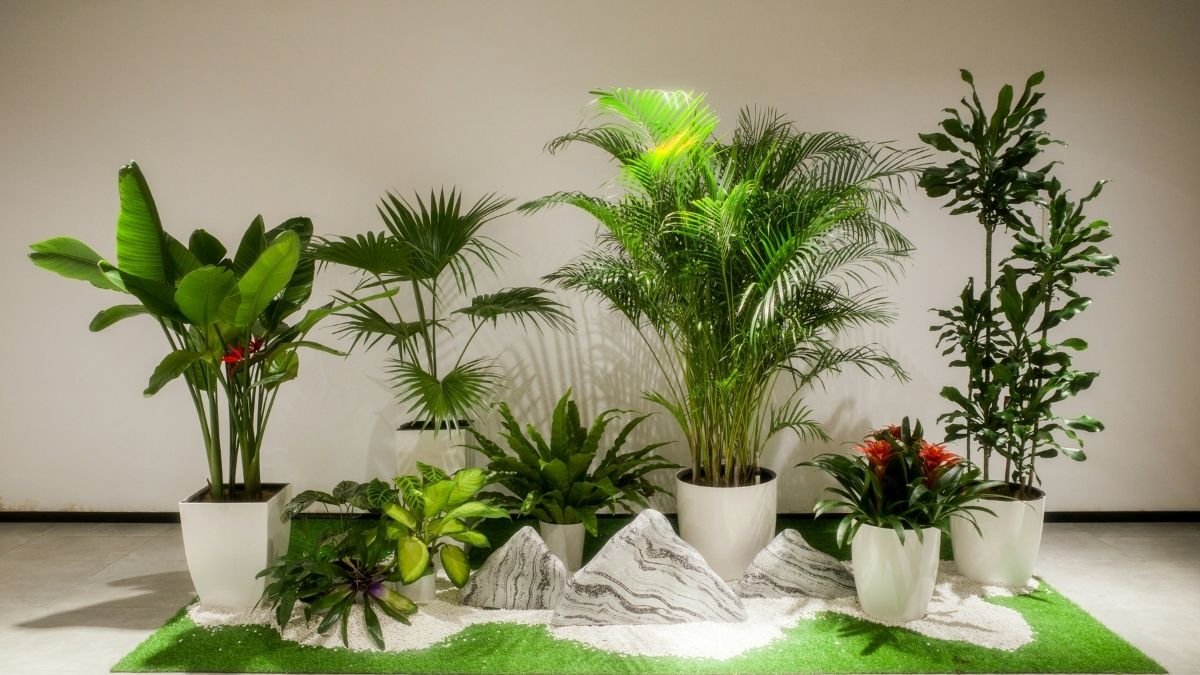 Plantas na decoração