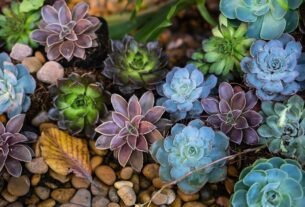 suculentas