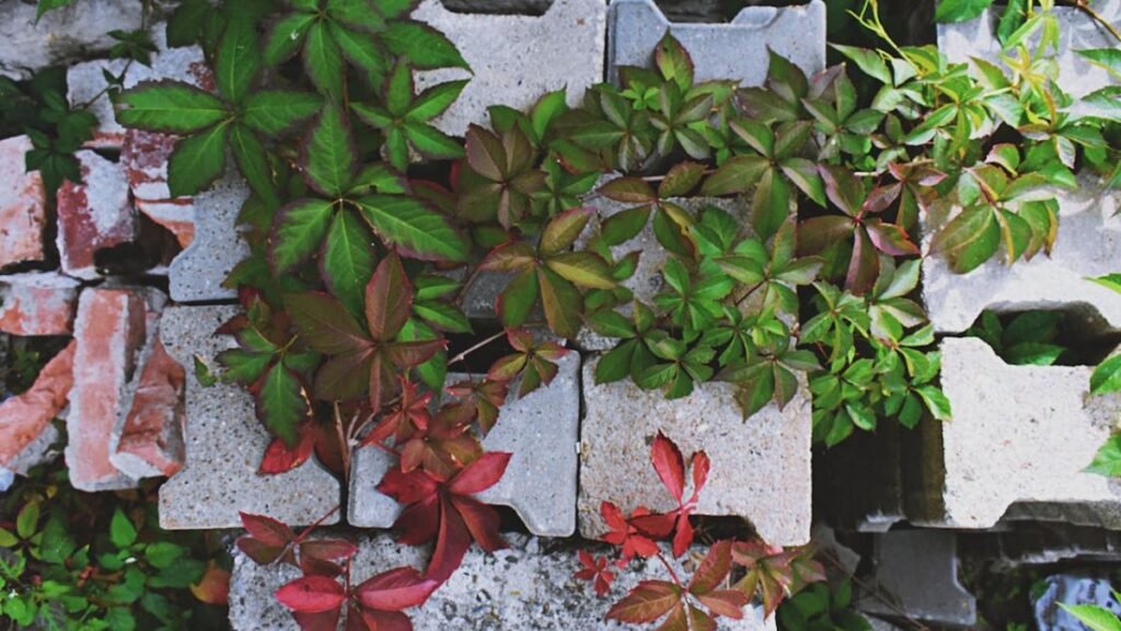 Plantas verticais e trepadeiras