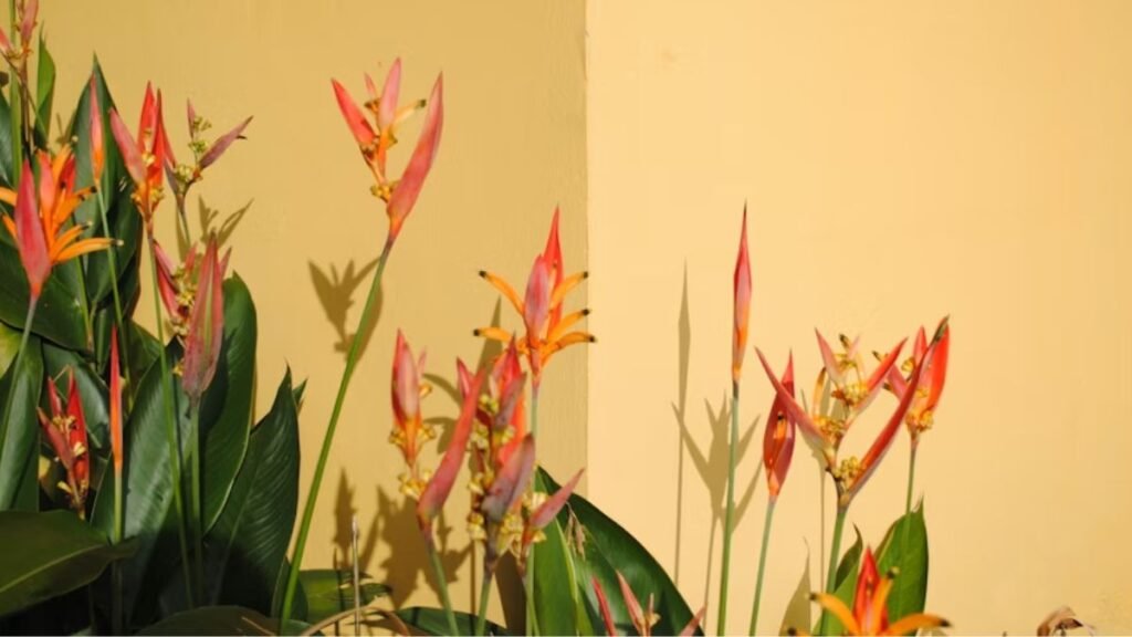 Tendências regionais brasileiras