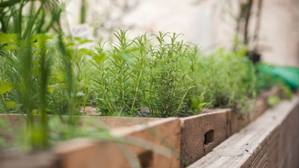 Plantas aromáticas para cantos com menos sol