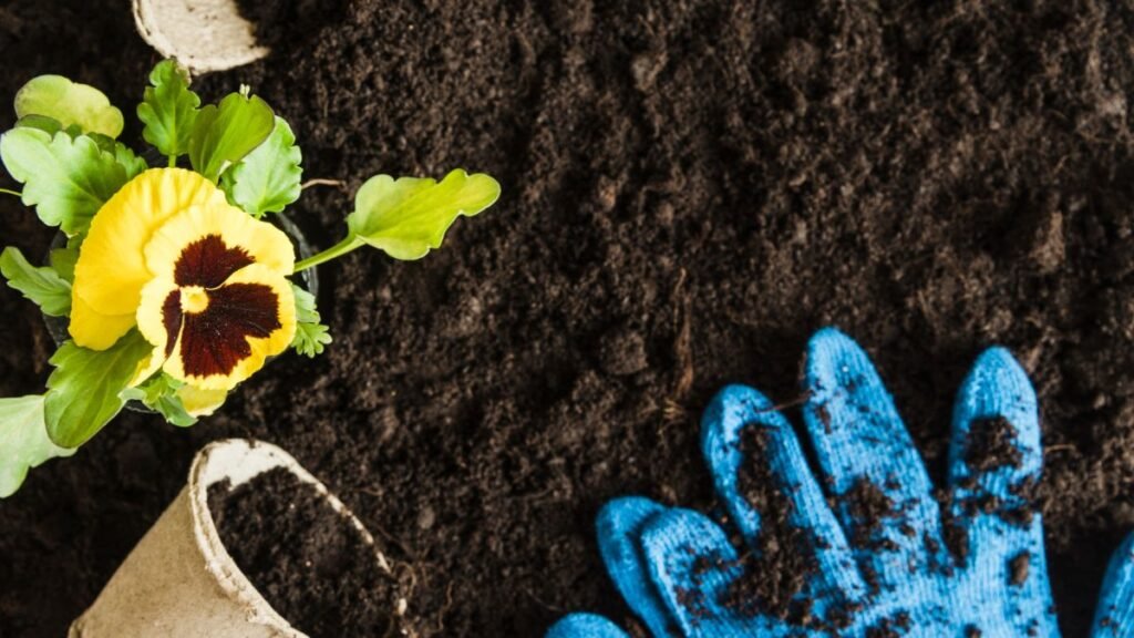 solo sendo preparado comforme luminosidade